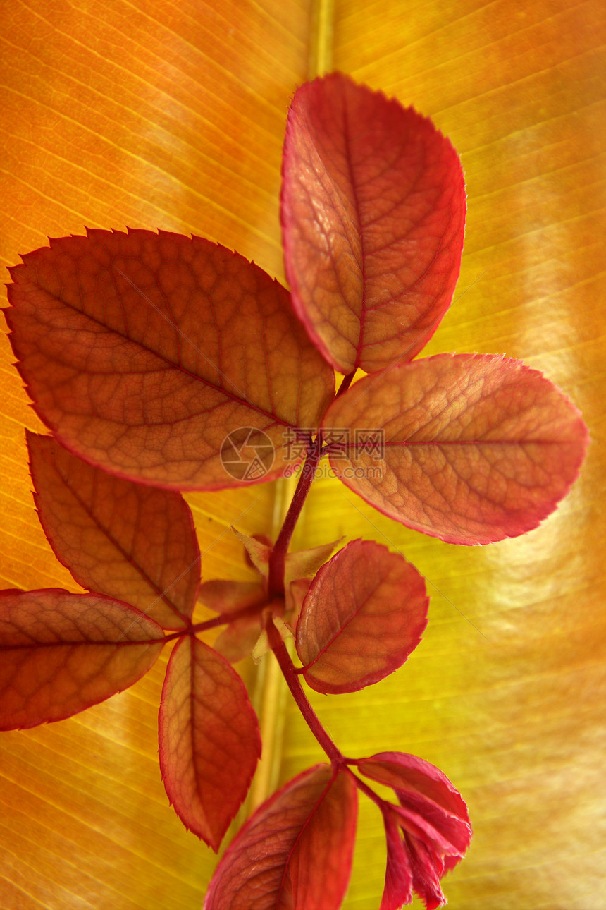 秋秋秋秋秋叶装饰品 仍然在演播室的白色背景感恩森林季节风格树木生活装饰树叶植物橙子图片