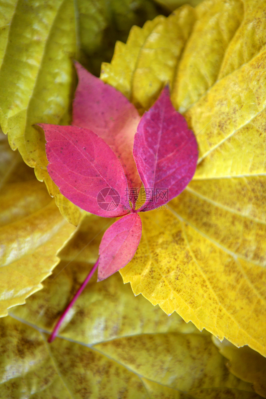 秋叶叶叶叶叶叶 深木本底 经典图象跌落红色叶子美丽季节装饰黄色金子森林墙纸植物图片