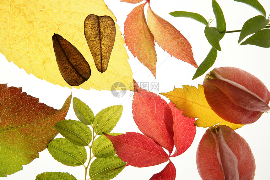 秋秋秋秋秋叶装饰品 仍然在演播室的白色背景装饰黄色植物红色绿色风格叶子活力生活橙子图片