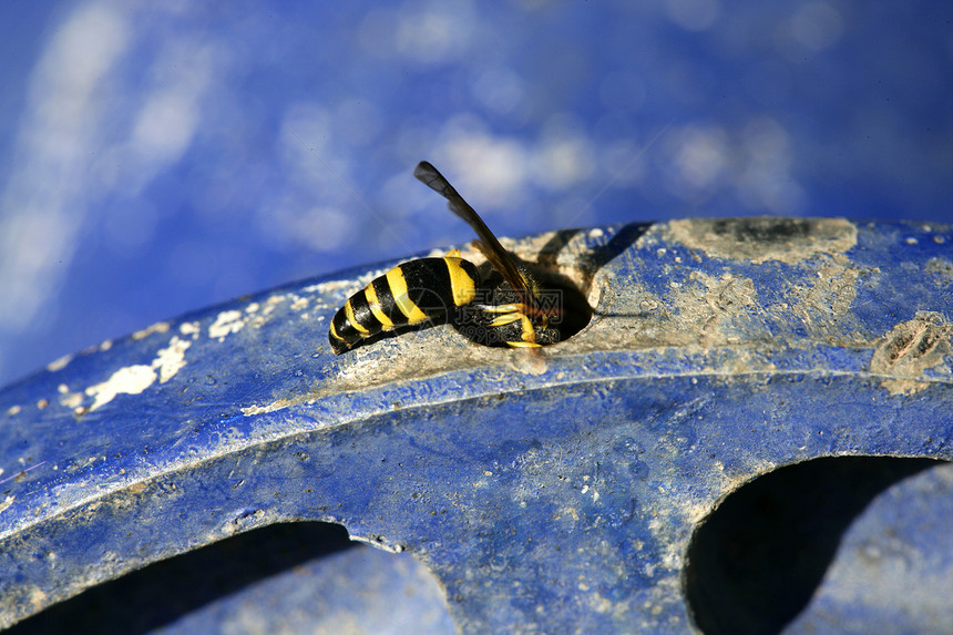 黄蜂虫 蓝色金属轮上的黄色夹克图片