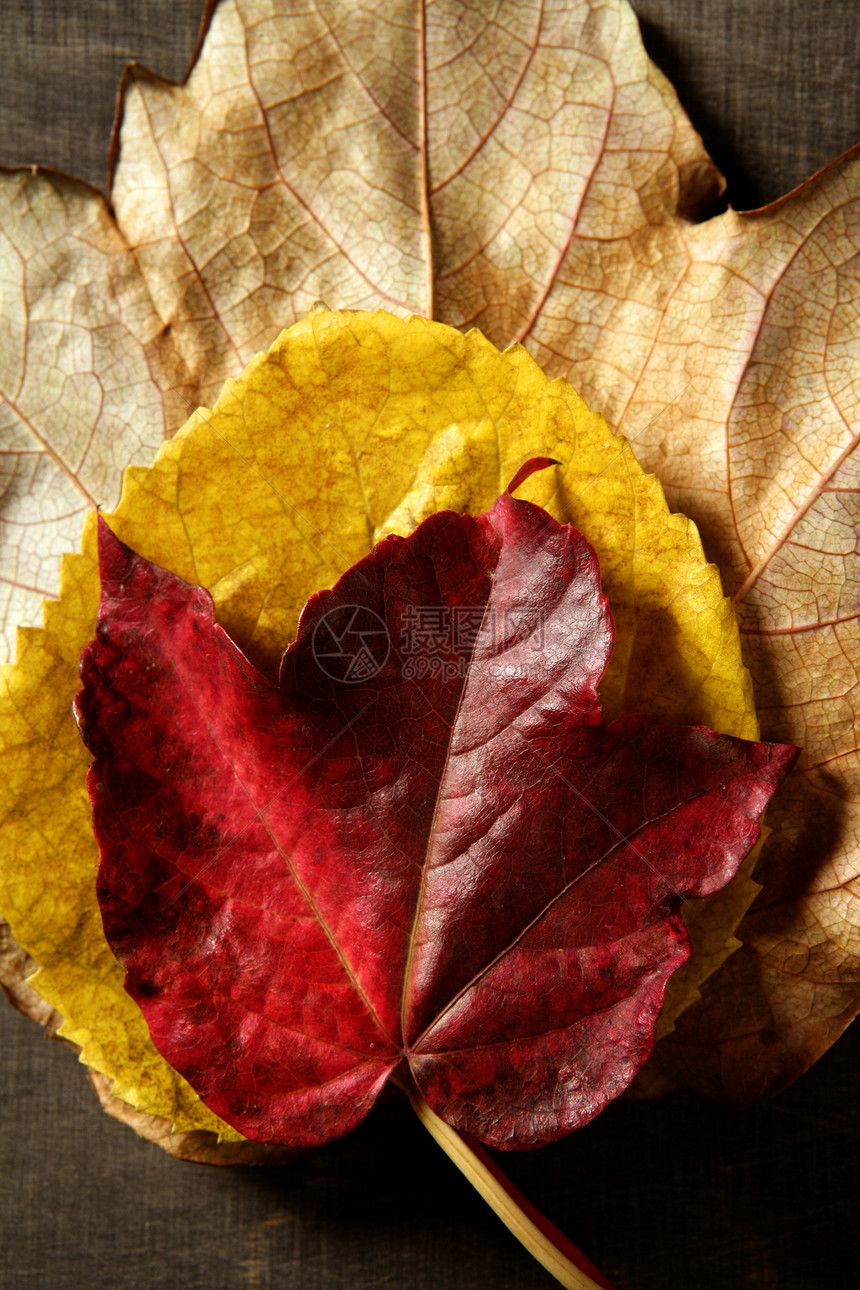 秋叶 深木本底 秋叶图象绿色红色风格树叶床单叶子橙子金子黄色森林图片