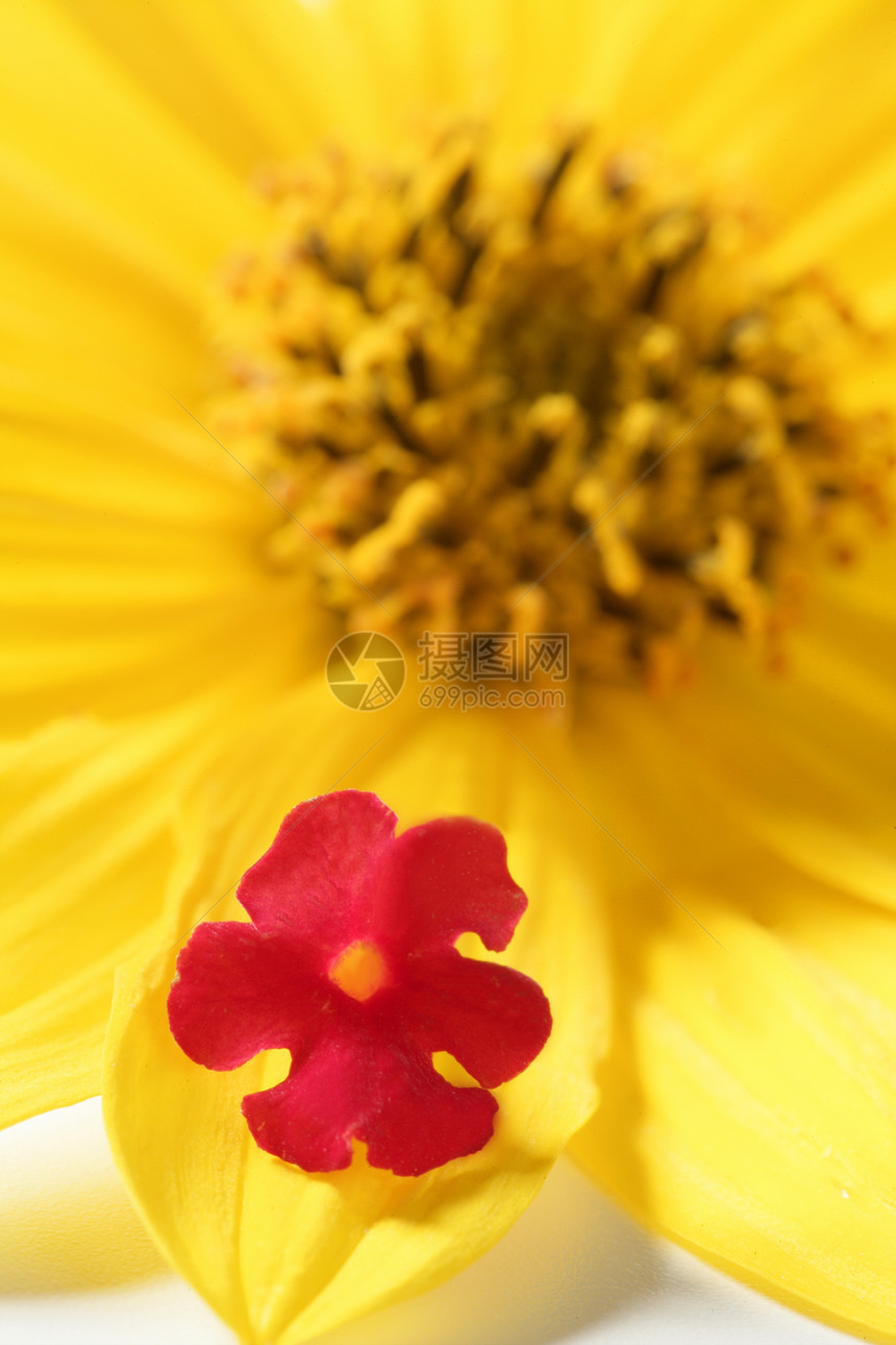 Daisy 黄色花朵 大型演播室拍摄宏观橙子礼物雏菊叶子植物花园植物群美丽季节图片