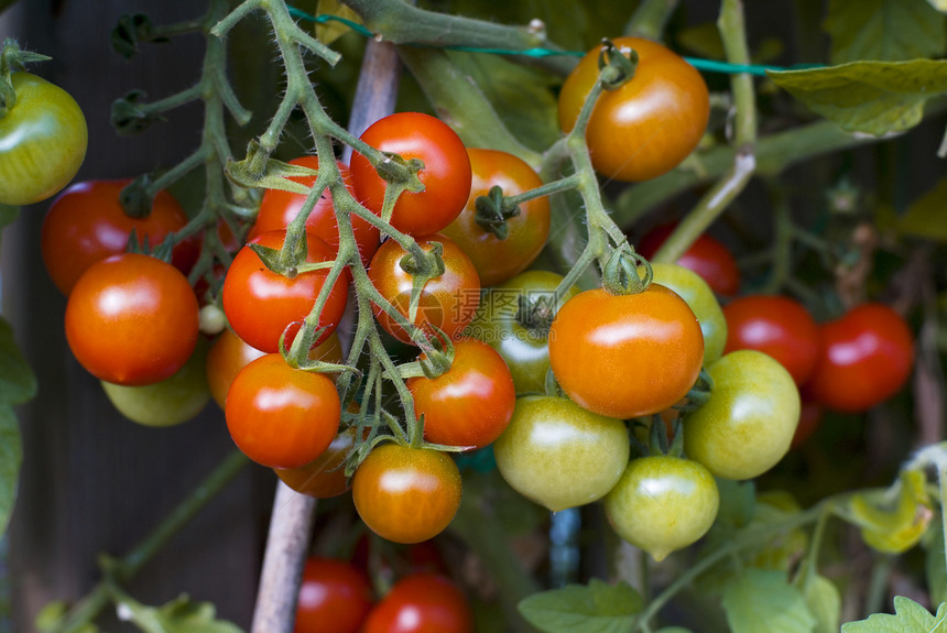 樱桃西红柿食物生长绿色藤蔓农业植物蔬菜花园红色图片