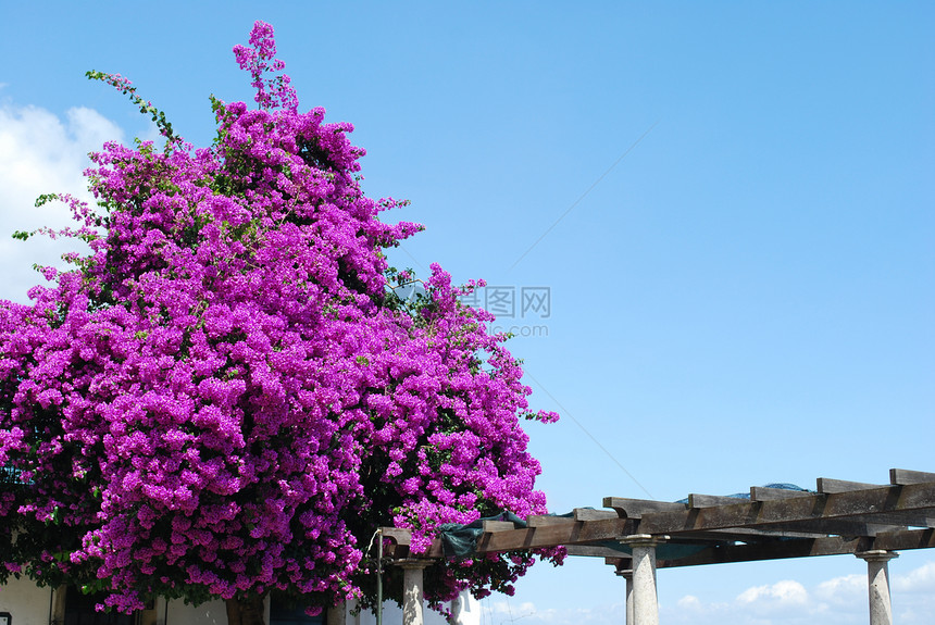 紫色布甘维拉花朵异国植物群植物天空框架情调活力花瓣蓝色荒野图片