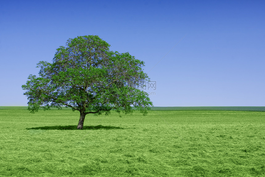 自然的孤绿树图片