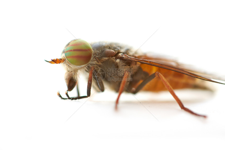 飞眼睛动物昆虫白色图片