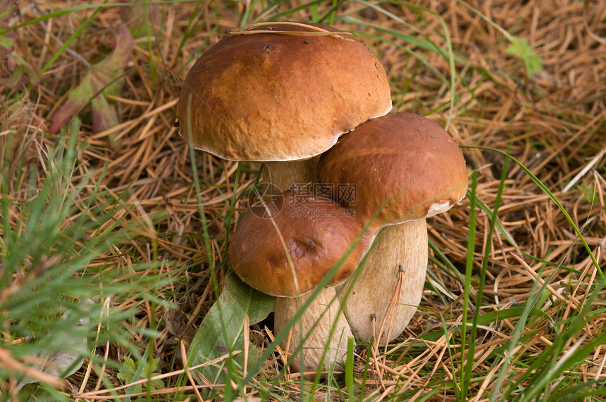 三个圈子森林木头菌类食物熟食绿色水果植物棕色土鳖图片