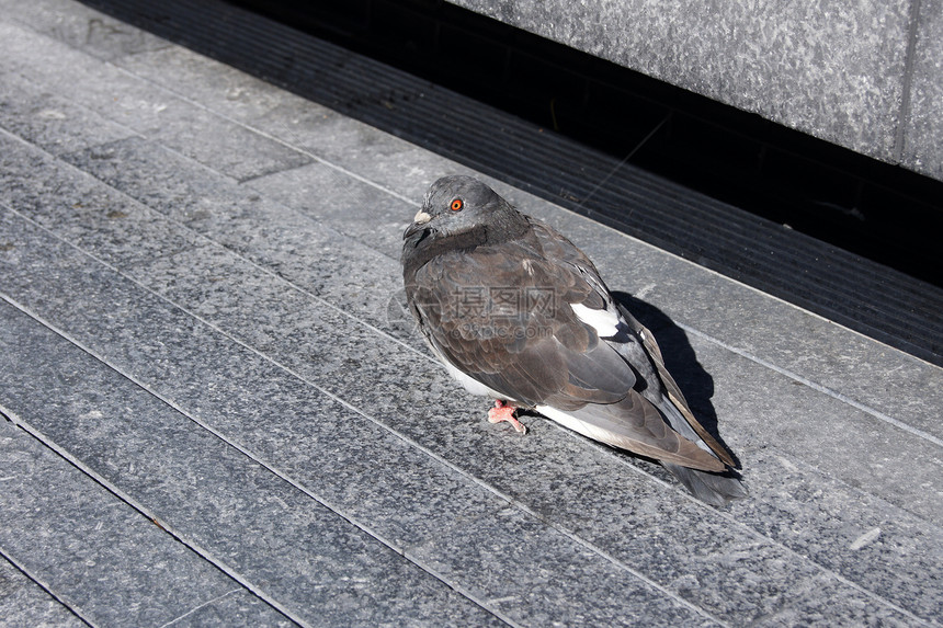 鸽子地面脊椎动物大道材料羽毛翅膀害虫动物身体图片