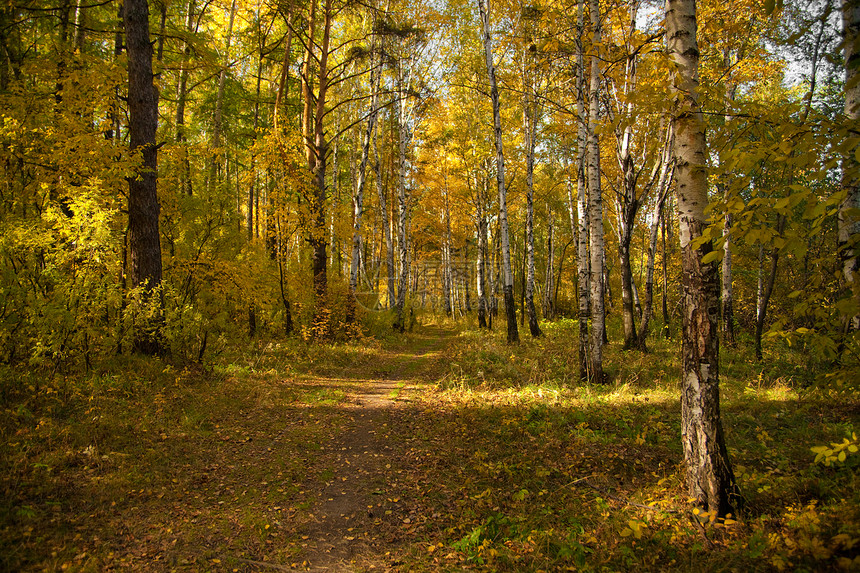 秋季森林路径树木装饰晴天阳光棕色旅游植物林地黄色农村图片