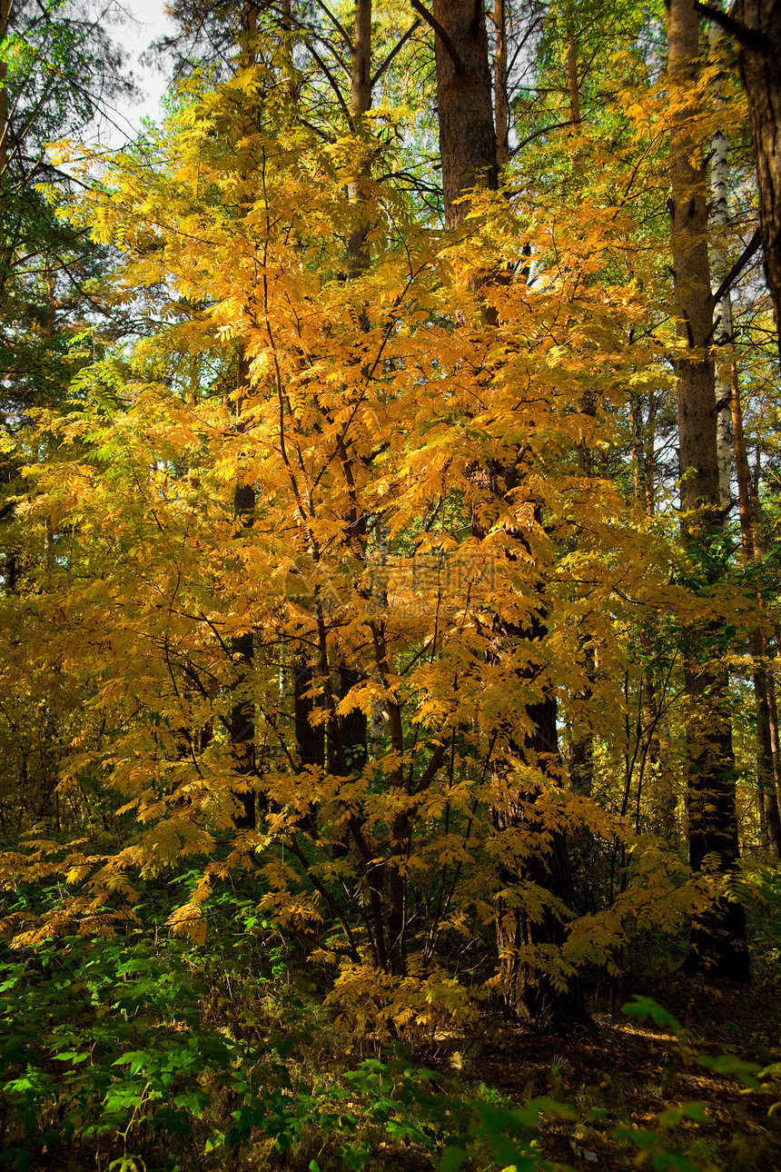 黄色秋季排行橙子树叶沼泽地公园森林季节植物群林地树木植物图片