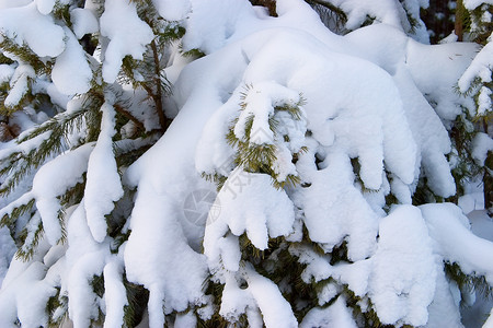 冬天针叶森林白色雪原松树背景图片