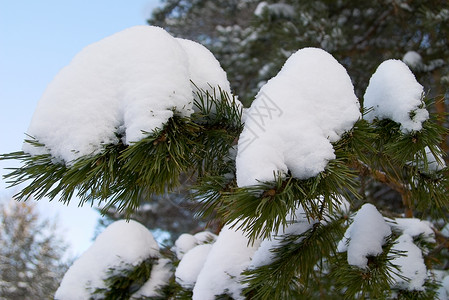 冬天森林雪原松树针叶白色背景图片