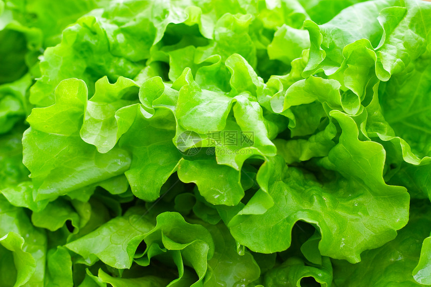 新鲜绿叶生菜花园食品保健营养午餐绿色沙拉活力植物卫生图片