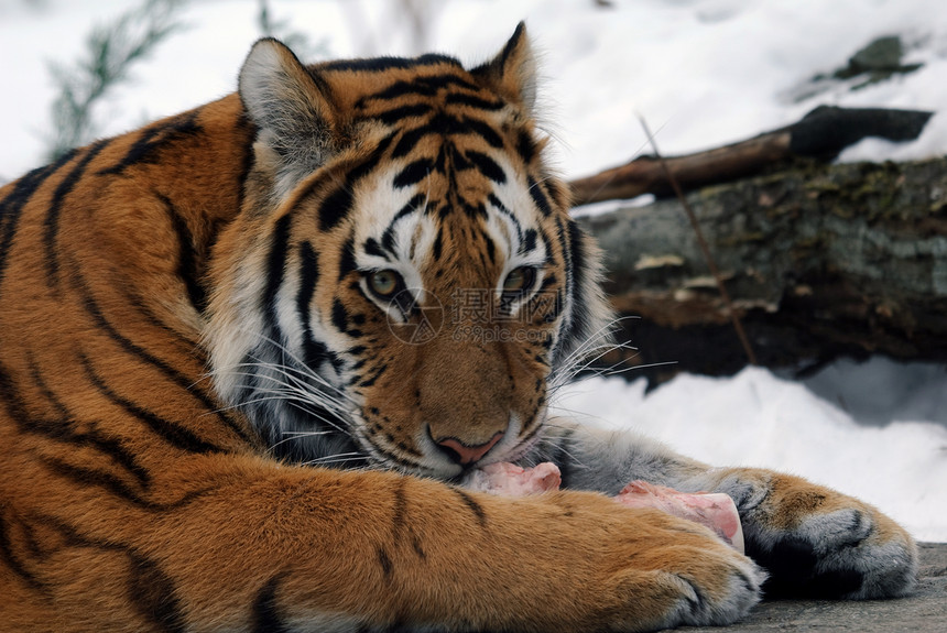 老虎野生动物野猫捕食者动物毛皮猫科哺乳动物条纹食肉荒野图片