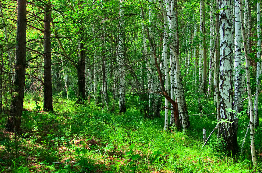 森林景观风景树干公园野生动物远足生长木材植物树木木头图片