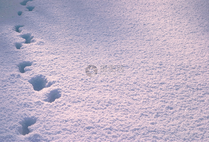 深雪中的足印图片