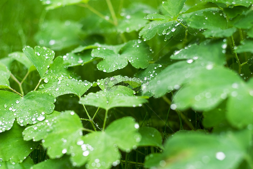 上午 露珠绿色水滴雨滴场地露水叶子蒸汽绿色植物草地生长图片