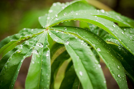 上午 露珠绿色植物蒸汽场地豆芽露水叶子生长草地雨滴水滴背景图片