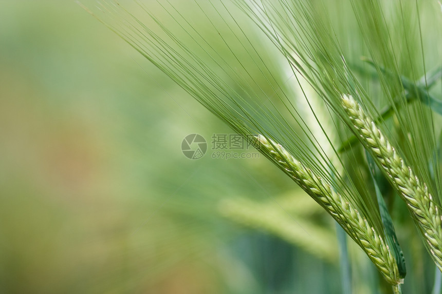 在农田种植的黄谷物可以收割了生长稻草种子培育国家粮食烘烤晴天季节农村图片