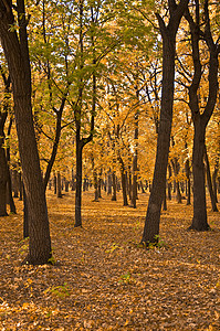 秋季森林黄色树干阳光树叶摄影树木背景图片