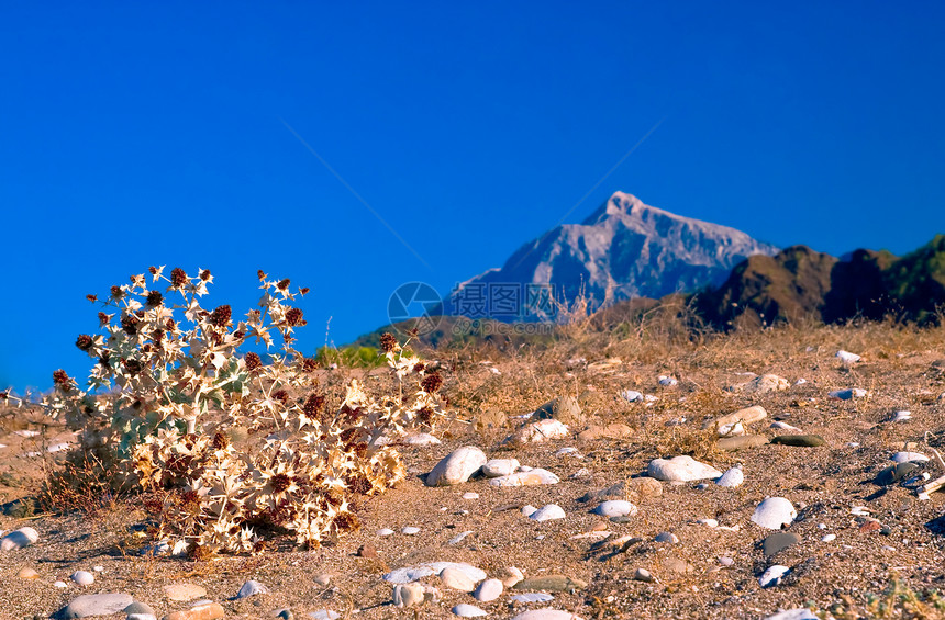 沙漠中的Spiky植物图片