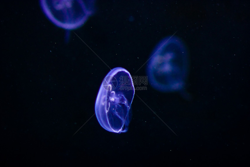 水母水下图象呼吸管荒野海蜇游泳危险动物生活蓝色潜水生物图片