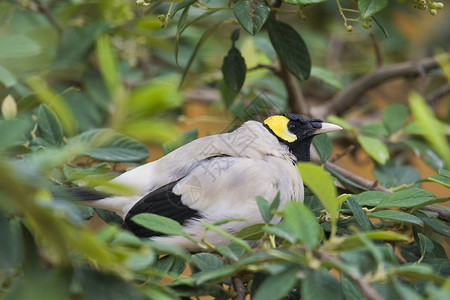 鸟类纵向野生动物动物园情调黄色黑色异国动物羽毛背景图片