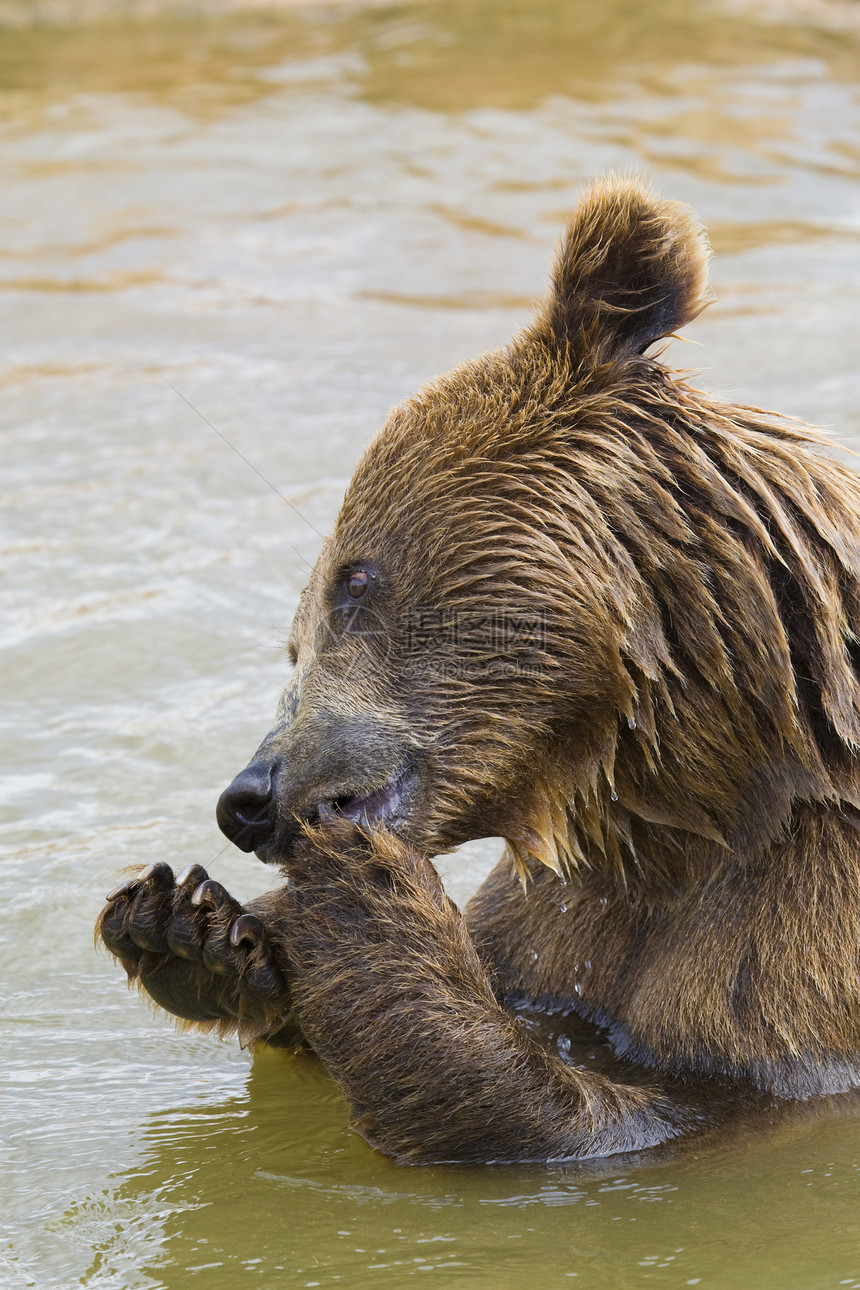 熊喂养危险动物力量棕色毛皮哺乳动物爪子食物动物园主题图片