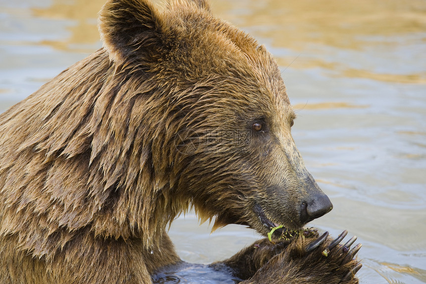 熊喂养危险野生动物哺乳动物动物园棕色动物力量食物主题毛皮图片