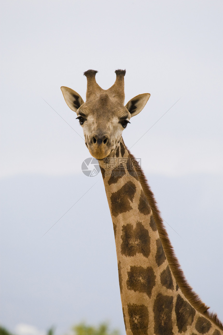 Giraffe 肖像画脖子草食性哺乳动物动物园黄色野生动物纹理兽头动物棕色图片