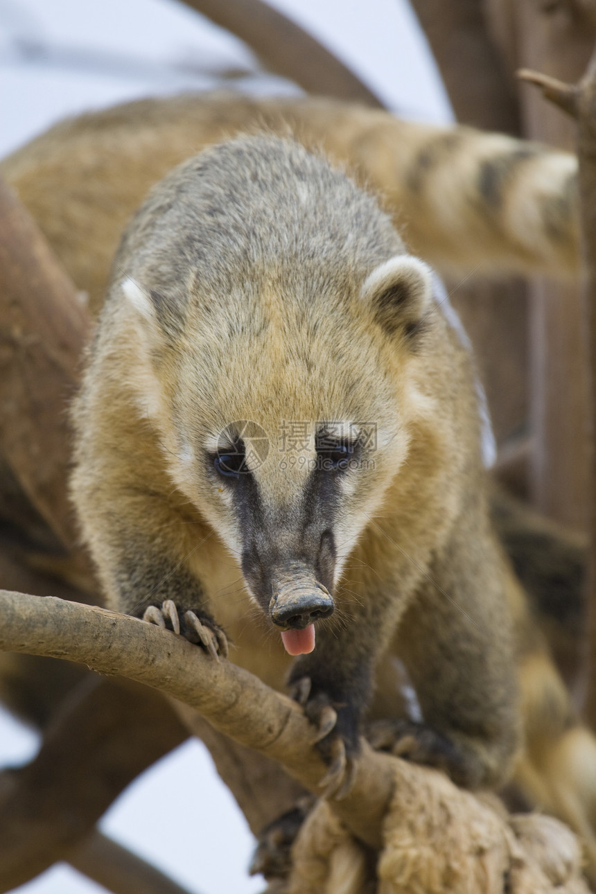 Coati 纵向棕色野生动物动物园黑色毛皮动物哺乳动物主题图片