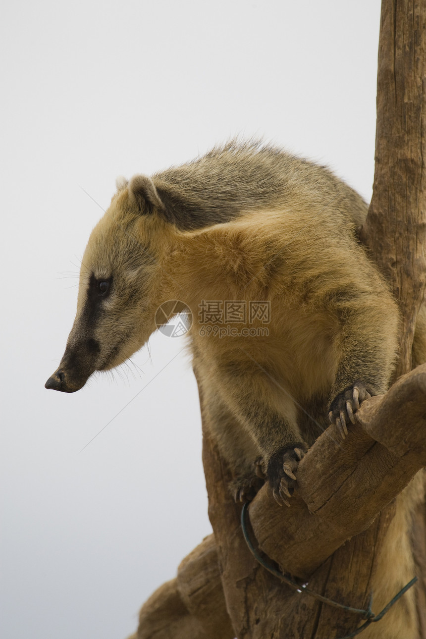 Coati 纵向黑色动物园毛皮动物哺乳动物野生动物主题棕色图片