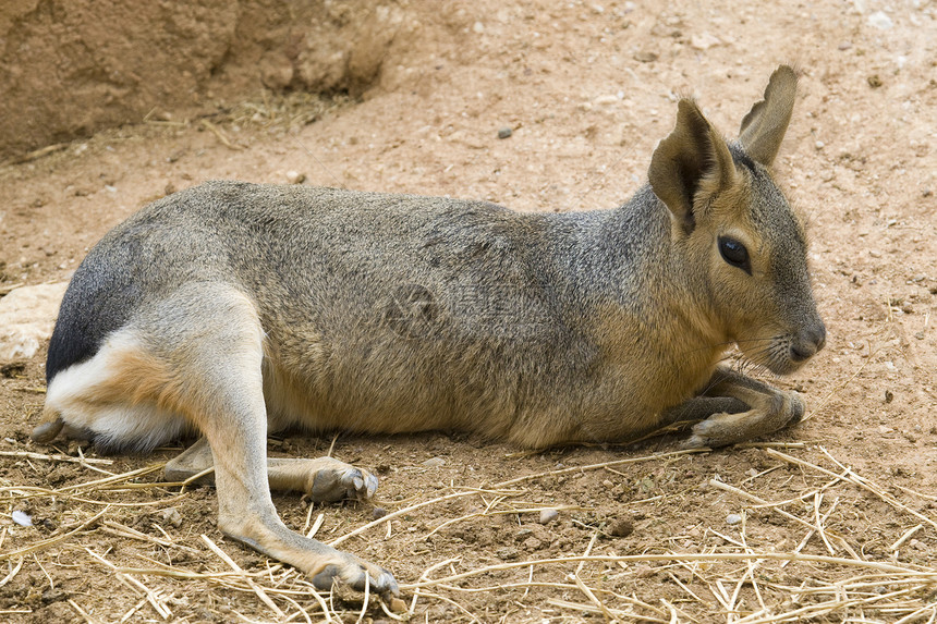 帕塔戈尼亚毛皮野兔褐色动物园兔子哺乳动物动物主题棕色野生动物图片