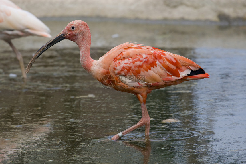 斯嘉丽伊比斯动物鸟眼动物园羽毛水鸟野生动物红色粉色白色图片