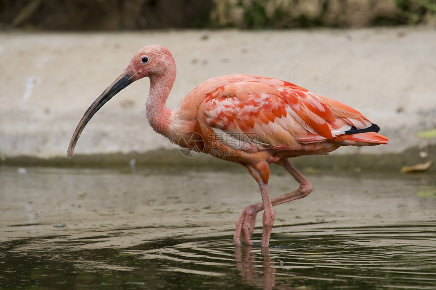 斯嘉丽伊比斯粉色水鸟羽毛白色野生动物红色动物动物园鸟眼图片