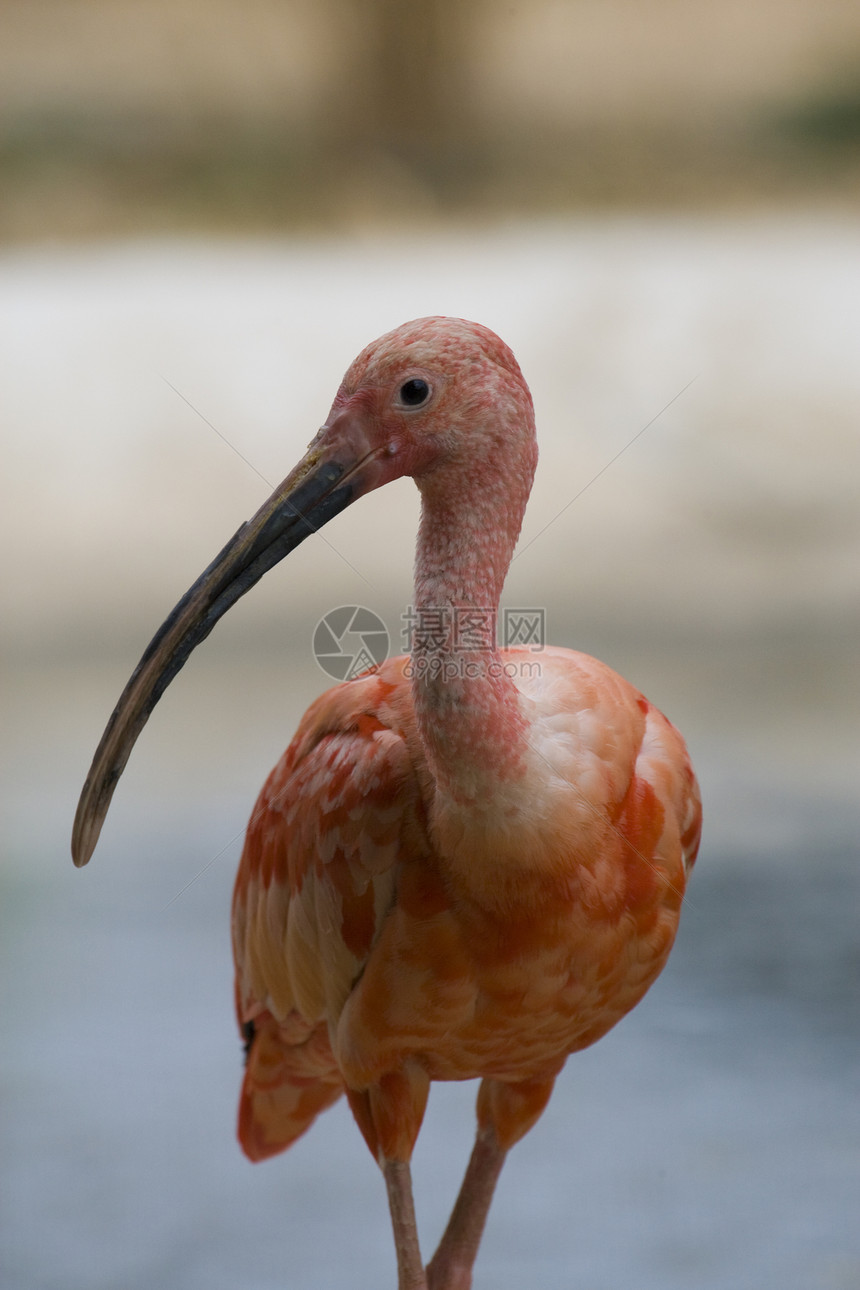 斯嘉丽伊比斯动物园动物野生动物羽毛鸟眼粉色白色红色水鸟图片