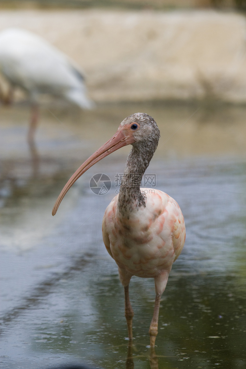 斯嘉丽伊比斯粉色白色红色动物羽毛动物园鸟眼野生动物水鸟图片