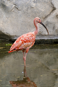 斯嘉丽伊比斯羽毛动物水鸟白色红色粉色动物园鸟眼野生动物背景图片