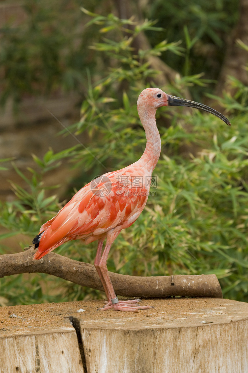 斯嘉丽伊比斯白色动物水鸟鸟眼羽毛粉色红色野生动物动物园图片