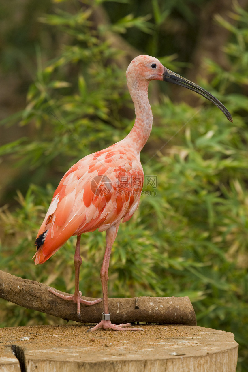 斯嘉丽伊比斯粉色羽毛水鸟动物园白色红色野生动物鸟眼动物图片