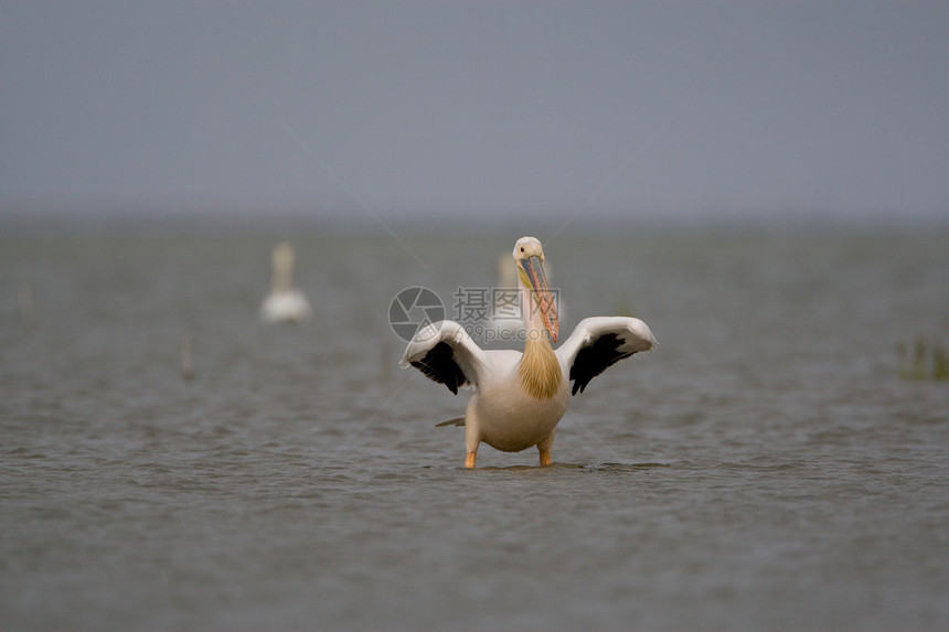 菲律宾人橙子羽毛白色鸟眼海上生活沼泽航班水鸟蓝色野生动物图片