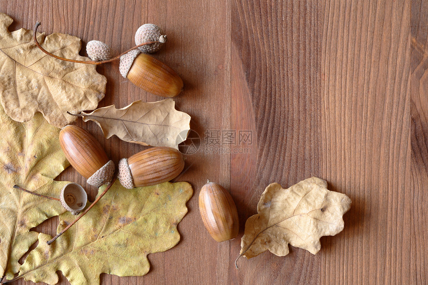 秋季概念植物季节棕色愿望宏观橡树坚果对象种子图片