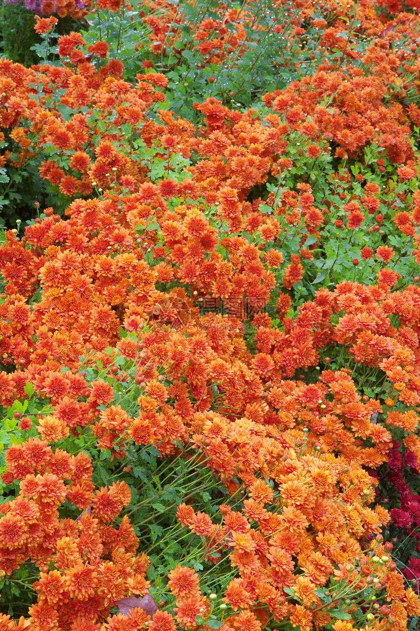 橙菊花植物园艺妈妈菊花橙子植物群季节花瓣红色绿色图片