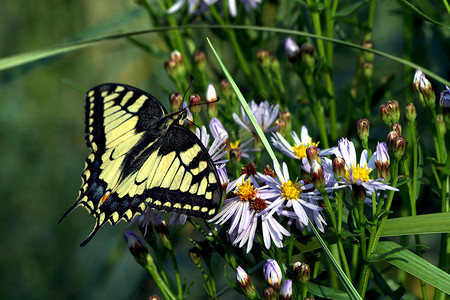 蝴蝶燕尾花朵世界绿色背景图片