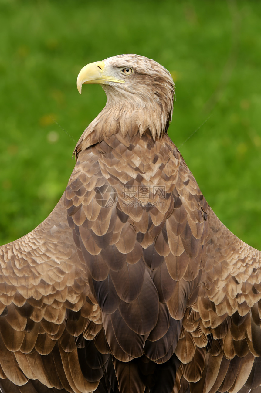 白尾鹰黄色野生动物棕色绿色黑色食肉濒危动物图片