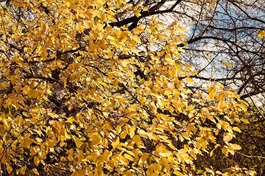 秋叶橙子季节农村装饰风格美丽森林沼泽地蓝色分支机构图片