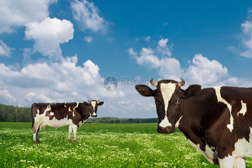 乳奶牛哺乳动物蓝色农场牛奶国家农村绿色植物绿色生长土地图片