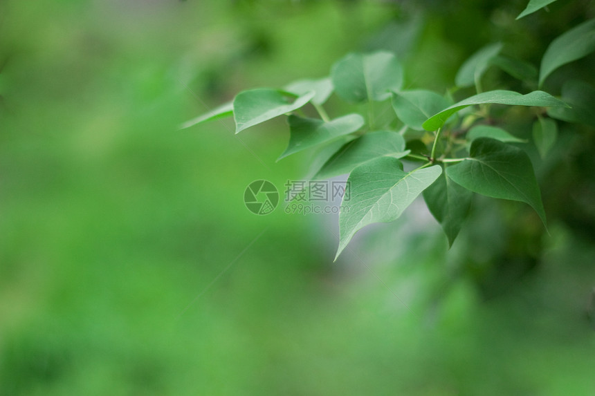 绿叶季节枝条柔软度森林衬套生长分支机构树木花园环境图片