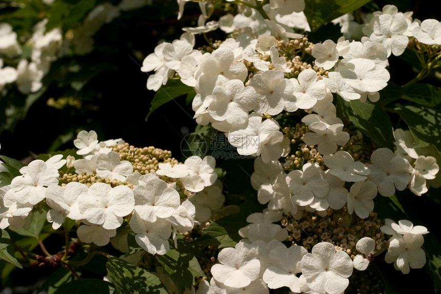 维本叶子园艺花园荚蒾折叠植物静脉衬套绿色花朵图片