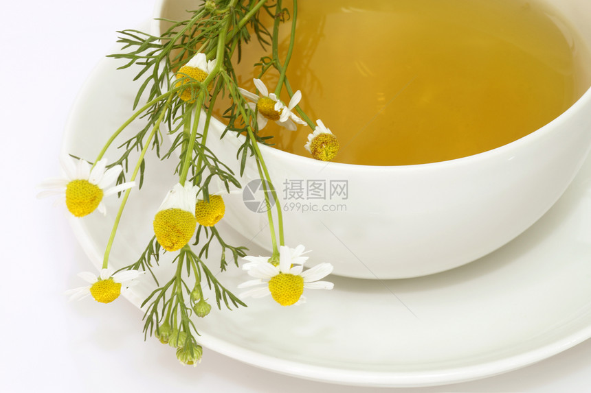 Camomile 茶饮料医疗治疗杯子压力草本草本植物甘菊洋甘菊白色图片